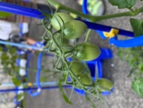 0609　2年トマト１